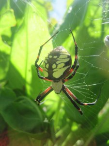 Yellow Garden Spider's Web